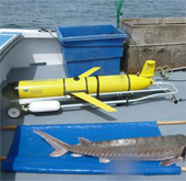 Robot protect sturgeon