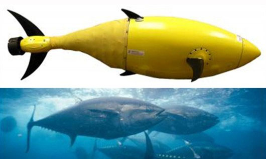 Robot simulates the shape of tuna species