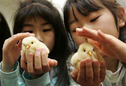 Robot toys are identical to chicks in Japan