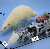 Robotic mouse specialized in depression for real mice