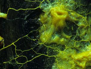 Robotics creatures made from unicellular animals