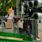 Robots help farmers pick strawberries