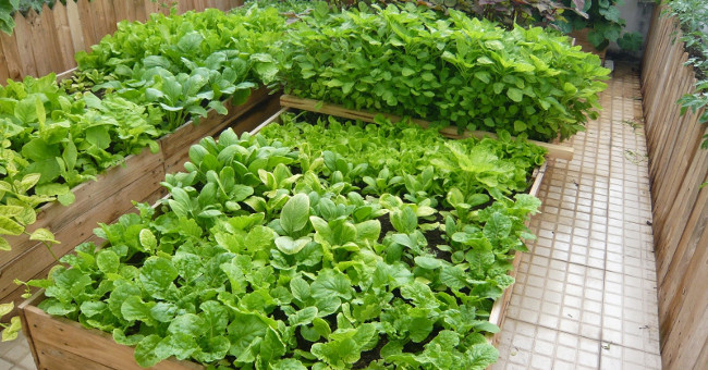 Robots help travelers to take care of clean vegetables at home