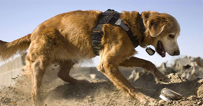 Robots ... 'smells' may soon replace future dogs