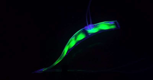 Robust and soft eel-like robots can swim gently under water
