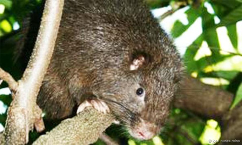 Rodents are like cats