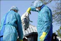 Romania face the bird flu!