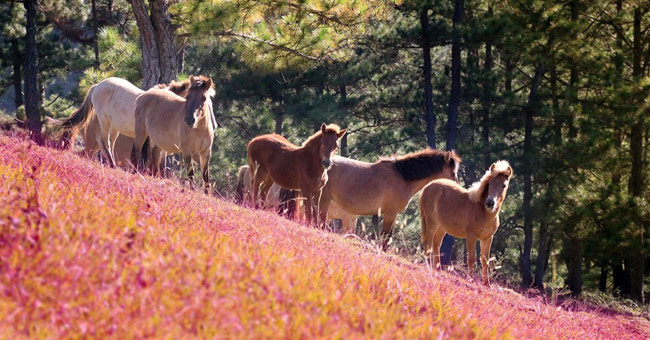 Romantic rose grass hill in Da Lat
