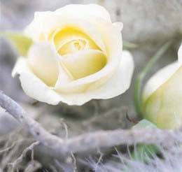 Rose fragrance - '' medicine '' improves memory