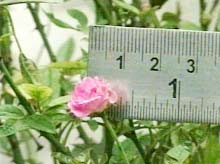 Roses have a diameter ... 1cm