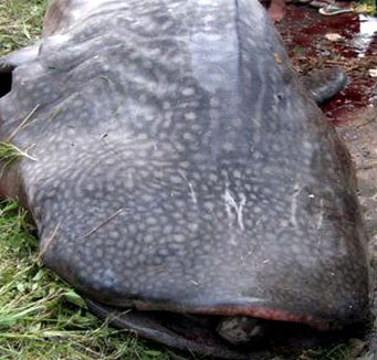 Rough whale weighs 2 tons and catches fishermen's nets