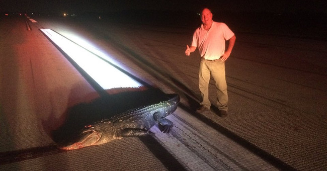 Rushed up the runway to bite the plane, the crocodile paid dearly
