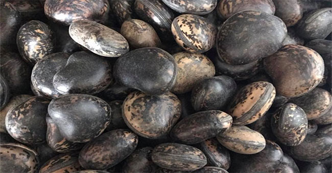 Rushing to buy Laos beans to smoke venom, experts say carefully to avoid