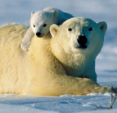 Russia and America's efforts to protect white bears failed
