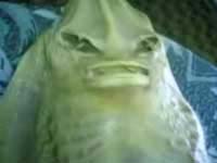 Russia: Catching aliens in the sea