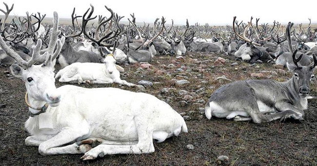 Russia destroyed 250,000 reindeer to prevent anthrax