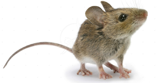 Russia develops mouse machines to counter terrorism