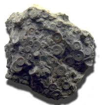 Russia discovered the apparatus dating back 400 million years
