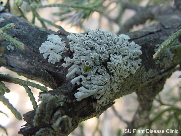Russia has just discovered a rare lichen
