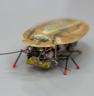 Russia has successfully built a cockroach robot