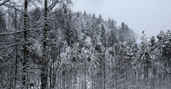 Russia is the program of Taiga forest survival ability, the prize is up to 36 billion VND