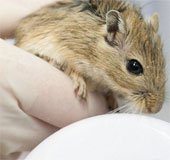Russia launched a satellite carrying mice, snails and fish
