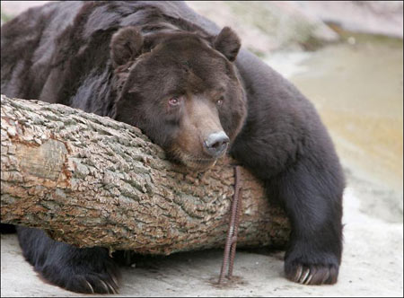 Russia: life is disturbed by the warm winter