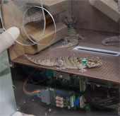 Russia put geckos on the universe