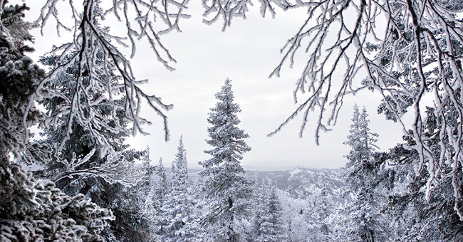 Russia: The man survives in the forest under a negative temperature of 31 degrees thanks to this