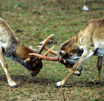 Russian airship is suspected of killing antelope