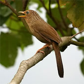 Russian boy invents software to identify birds
