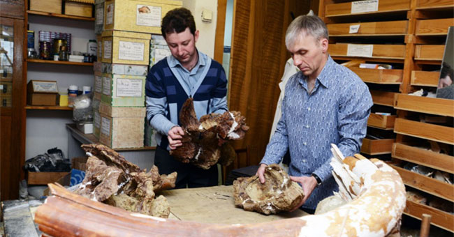 Russian scientists found new dinosaurs in Kemerovo, Siberia