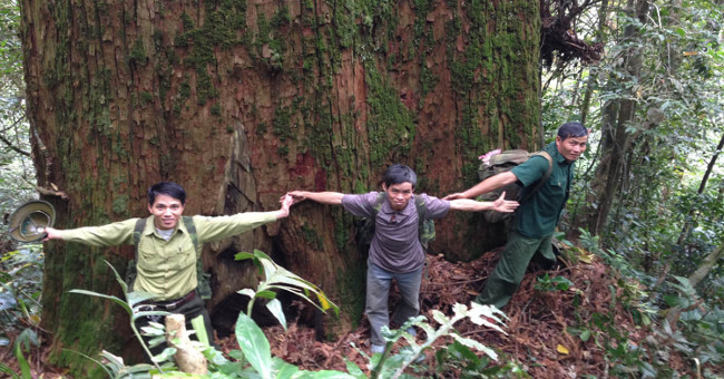 Sa mu forest giant heritage on the Vietnam - Laos border