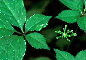 Sa Pa: Planting medicinal plants for medicine