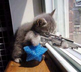 Sad love story of a cat