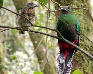 Saddlebirds