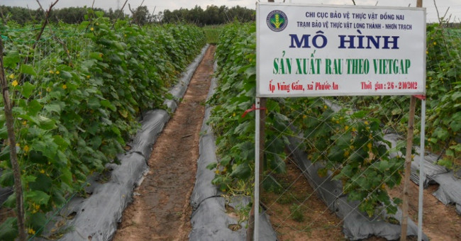 Safe vegetable production process according to VietGAP standards