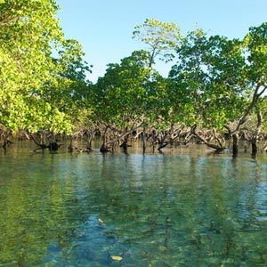 Safely protect the Earth's green carbon source