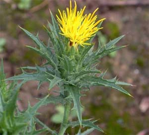 Safflower seeds - A new source of insulin