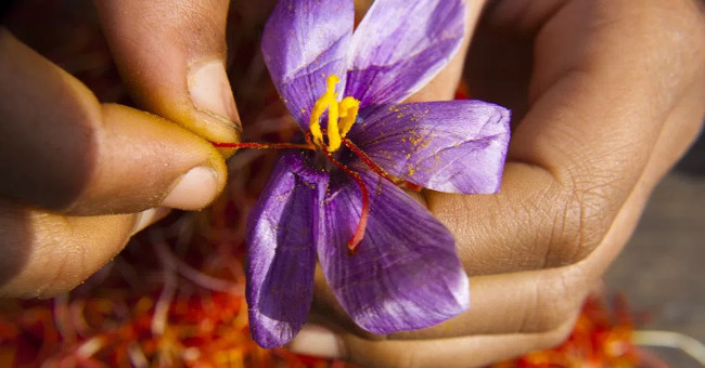 Saffron pistil - Hope for Alzheimer's patients