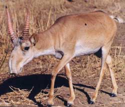 Saiga antelope