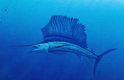 Sailfish