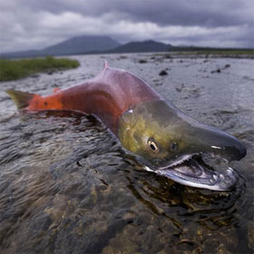 Salmon and mysterious breeding mechanism against