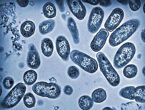 Salmonella is worse than we thought