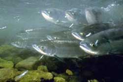 Salmon's mystery about swimming round (Salmon)