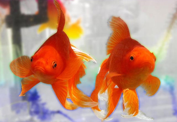 Saltwater fish can live in fresh water?