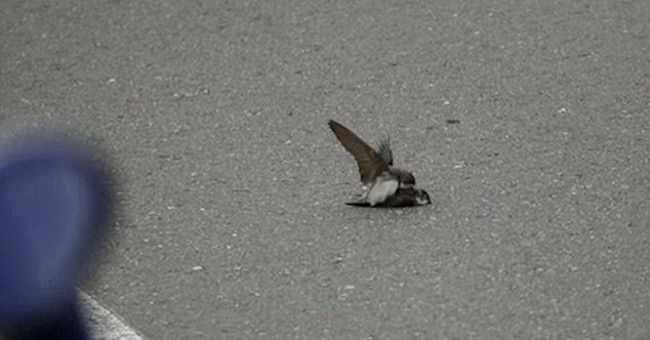Sand terns try to mate with the dead male