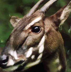 Sao la enters the Top 10 newly discovered mammal species