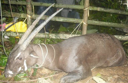 Sao la is captured in Laos