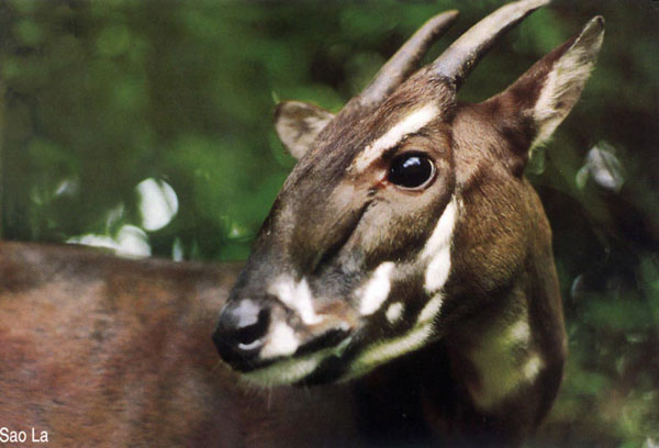 Saola - impressive discovery for 100 years